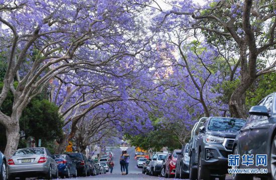 （国际）（1）在悉尼邂逅紫色浪漫