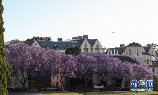 （国际）（4）在悉尼邂逅紫色浪漫