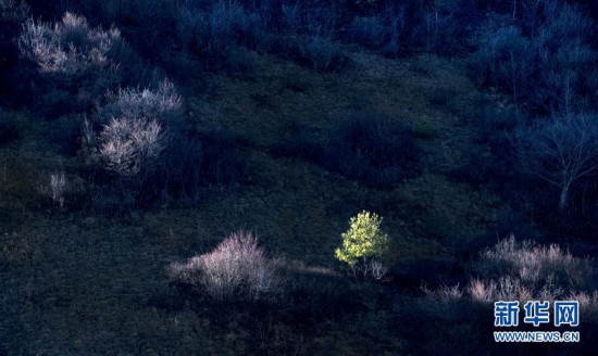 （美丽中国）（5）大巴山神田草甸