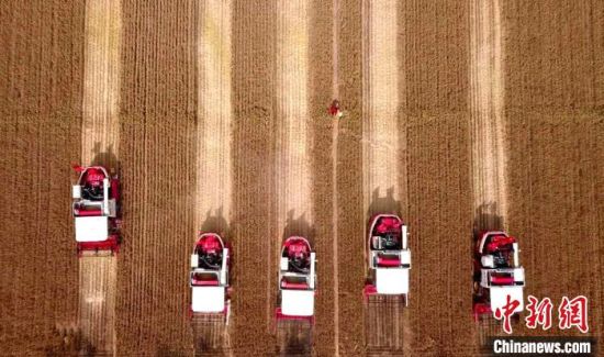 山东是中国粮食生产、流通、加工和转化大省。当前,该省麦收工作已全面展开。图为自动驾驶的联合收割机作业场景。(资料图) 沙见浩 摄 山东是中国粮食生产、流通、加工和转化大省。当前,该省麦收工作已全面展开。图为自动驾驶的联合收割机作业场景。(资料图) 沙见浩 摄