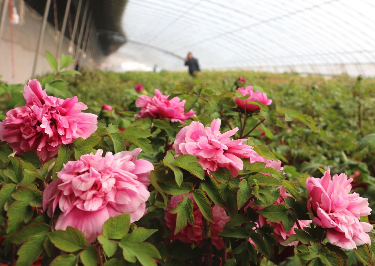 图为春节临近,菏泽市牡丹区皇镇街道花农种植的30万盆催花牡丹陆续绽放,种植催花牡丹也成为当地花农增收致富的特色产业。 图为春节临近,菏泽市牡丹区皇镇街道花农种植的30万盆催花牡丹陆续绽放,种植催花牡丹也成为当地花农增收致富的特色产业。