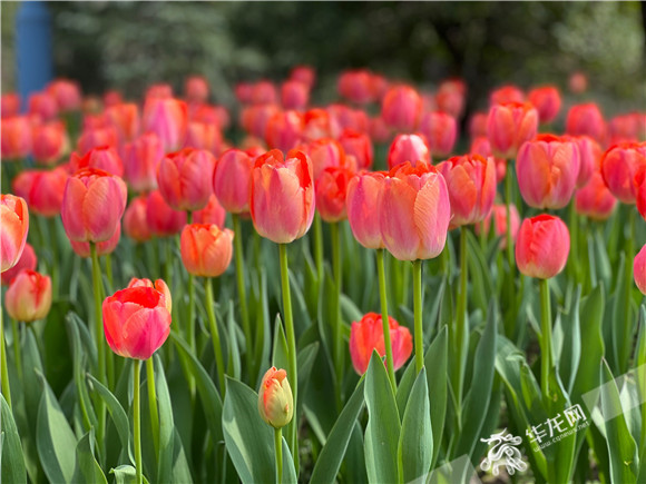 长寿湖郁金香开得正好。华龙网-新重庆客户端记者 舒婷 摄