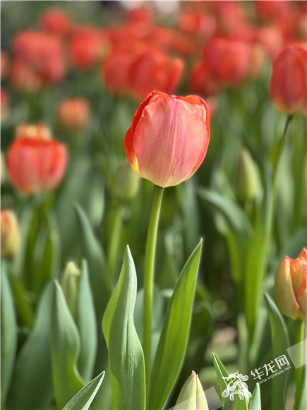郁金香,浪漫美丽。华龙网-新重庆客户端记者 舒婷 摄