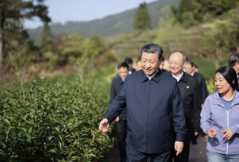 2021年3月22日下午,习近平在福建省南平市武夷山市星村镇燕子窠生态茶园,察看春茶长势,了解当地茶产业发展情况。