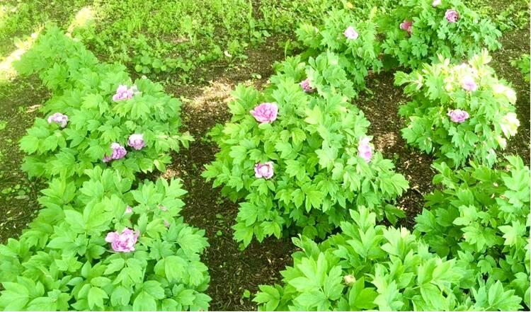 “牡丹花朝 春日雅集”活动在保加利亚举办