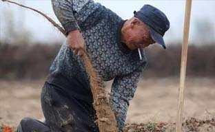 鲁西南记忆：挖山药