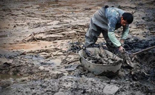 黄河故道的挖藕人