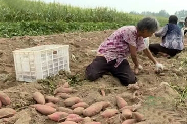 小品种 大收益——曹县庄寨镇500亩“香蜜薯”地瓜喜获丰收