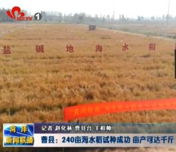   曹县：240亩海水稻试种成功 亩产可达千斤