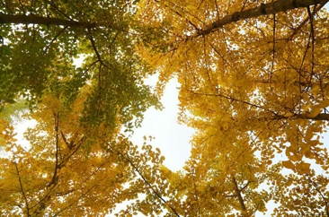 菏泽黄河岸边最美银杏林