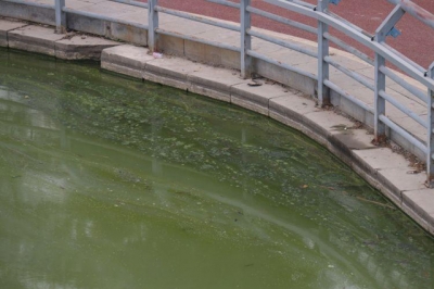 菏泽赵王河大学路桥段水域遭受污染  水面“绿膜”覆盖 鱼翻肚白