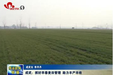 成武：抓好早春麦田管理 助力丰产丰收