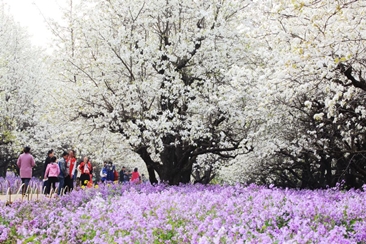 【2019新发现】又一醉美花海呈现　万亩梨兰花梦幻世界　超美　超浪漫