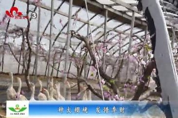 种大棚桃 发错季财
