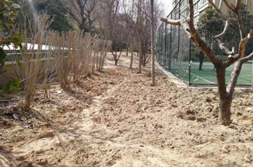 菏泽一小区珍贵绿化树种相继被挖走，业主们不愿意了！