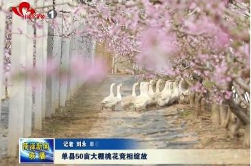 单县50亩大棚桃花竞相绽放 酝酿丰收硕果