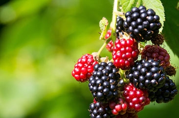 小桑椹结出大果实