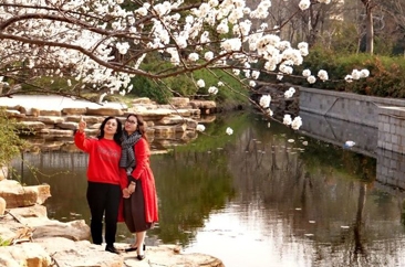 春色拂面惹人醉  百花芳菲牡丹城