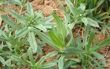 【鲁西南植物】面条菜（麦瓶草）