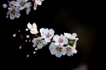 满城春色  菏泽迎来踏青好时节