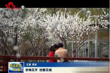 杏梅花开 扮靓花城