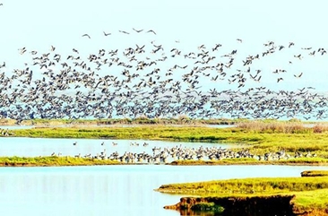 万只候鸟飞临河北丰宁海留图湿地公园