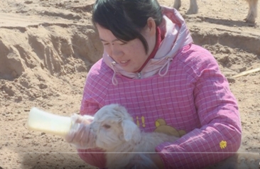 单县：“女羊倌”姜信爱的创业情