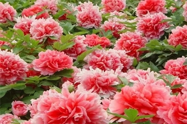 魏新：菏泽的牡丹