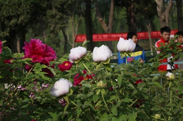 多姿牡丹次第开