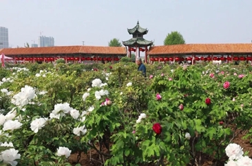 菏泽牡丹：薪火相传 生生不息