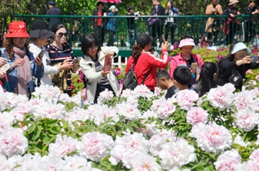 “一会一节”擦亮“牡丹之都”品牌