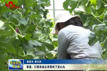 单县：订单农业让农民吃了定心丸