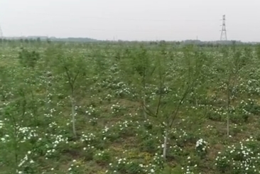 丁里长镇万亩油用牡丹花盛开 花海熏香了春天