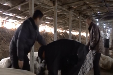 成武县：小蘑菇撑起脱贫大希望