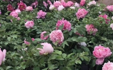 菏泽牡丹香飘京城 山东色彩惊艳世界