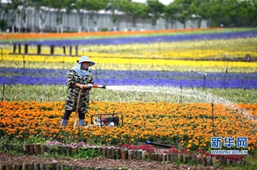 乡村花海引游人