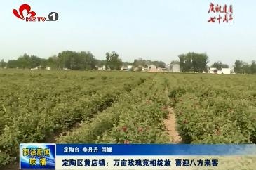 定陶区黄店镇：万亩玫瑰竞相绽放 喜迎八方来客