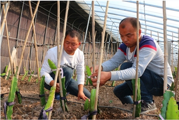 牡丹区：“产业扶贫”为乡村引来发展“活水”