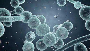 我国将建立国家级真菌病监测网