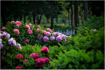 美景美食|菏泽牡丹