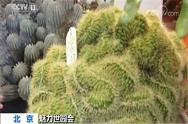 北京世园会中国馆迎来新一批中国特有珍稀植物