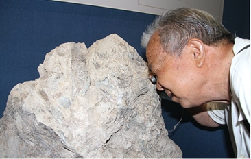 菏泽现脊椎动物化石