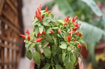 世园会百蔬园迎来夏季“大换装”