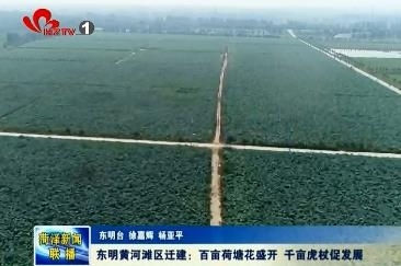 东明黄河滩区迁建：百亩荷塘惹人怜 千亩虎杖促发展