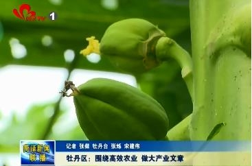 牡丹区：围绕高效农业 做大产业文章