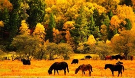 国庆消费指南：赏秋 这9个地方秋意最浓