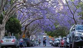 在悉尼邂逅紫色浪漫