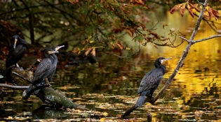 我国将进一步推动植物多样性保护