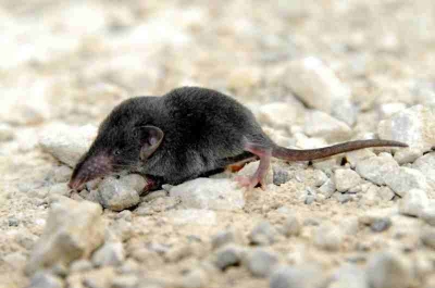 四问鼠疫：哪些人是易感人群？怎样预防最有效？