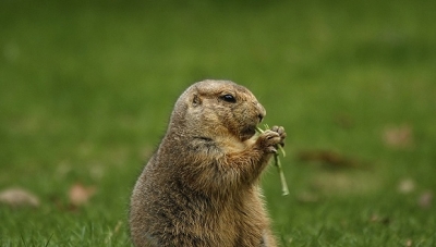 北京市卫健委:全市无新增鼠疫病例